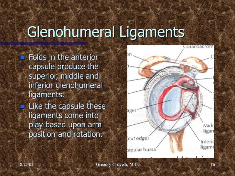 8/27/02 Gregory Crovetti, M.D. 16 Glenohumeral Ligaments Folds in the anterior capsule produce the